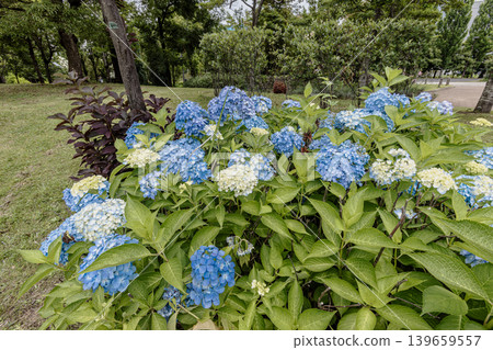 A cluster of tiny flowers, shrouded in purple, blue, and red mist, perfectly suited to the rain, will blossom into a magnificent flower. A cluster of tiny flowers, shrouded in purple, blue, and red mist, perfectly suited to the rain, will blossom into a magnificent flower. 139659557