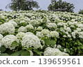 A cluster of tiny flowers, shrouded in purple, blue, and red mist, perfectly suited to the rain, will blossom into a magnificent flower. 139659561
