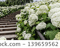 A cluster of tiny flowers, shrouded in purple, blue, and red mist, perfectly suited to the rain, will blossom into a magnificent flower. 139659562