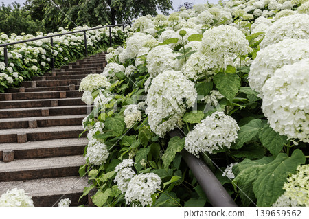 A cluster of tiny flowers, shrouded in purple, blue, and red mist, perfectly suited to the rain, will blossom into a magnificent flower. A cluster of tiny flowers, shrouded in purple, blue, and red mist, perfectly suited to the rain, will blossom into a magnificent flower. 139659562