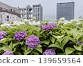 A cluster of tiny flowers, shrouded in purple, blue, and red mist, perfectly suited to the rain, will blossom into a magnificent flower. 139659564