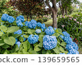 A cluster of tiny flowers, shrouded in purple, blue, and red mist, perfectly suited to the rain, will blossom into a magnificent flower. 139659565