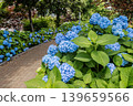 A cluster of tiny flowers, shrouded in purple, blue, and red mist, perfectly suited to the rain, will blossom into a magnificent flower. 139659566