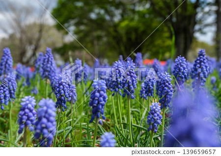 Many muscari viewed from the side Many muscari viewed from the side 139659657