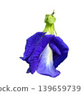 flowers isolated on white background,Macro shot of blue Butterfly Pea flower (Clitoria ternatea) showing detailed petal texture and veins. 139659739