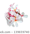 White tropical flower Frangipani over beautiful green blurred lush foliage, sunny exotic garden. Tranquil nature closeup, romantic, love Plumeria. Spa, meditation inspire floral macro. Wellbeing 139659740