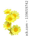 Vibrant yellow daisy flowers blooming,isolated on transparent background. 139659742