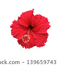 red hibiscus flower isolated,a red hibiscus flower isolated on white background 139659743