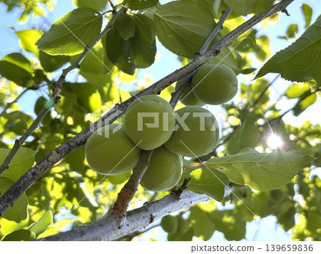 Plum preparation: Fresh plums 139659836