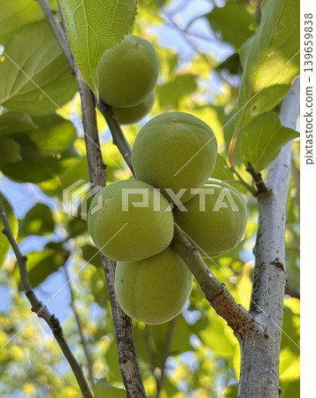 Plum preparation: Fresh plums 139659838