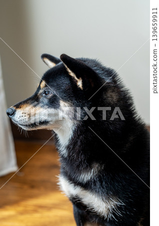 Portrait of a black Shiba Inu dog sitting indoors in a cozy living room. 139659911