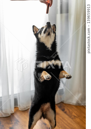 Shiba Inu dog training at home with treats and positive reinforcement. Shiba Inu dog training at home with treats and positive reinforcement. 139659913
