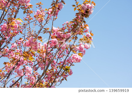 Pink cherry blossoms against a blue spring sky Pink cherry blossoms against a blue spring sky 139659919