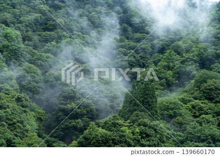Forest wrapped in fog Forest wrapped in fog 139660170