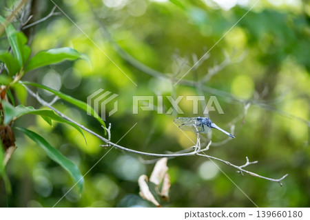 Shiokaratombo that sticks to branches Shiokaratombo that sticks to branches 139660180