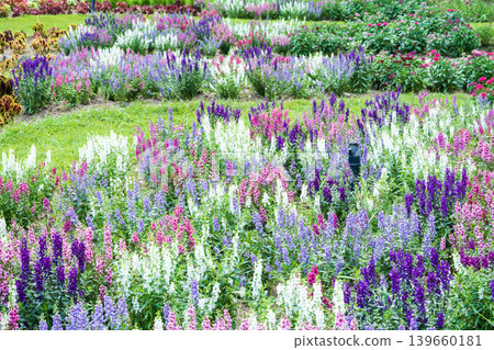 Colorful snapdragon flowerbed Colorful snapdragon flowerbed 139660181