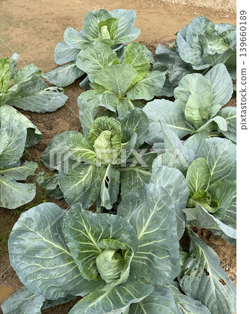 Fresh Green Cabbage Plants In Rows On Rural Agricultural Farm Fresh Green Cabbage Plants In Rows On Rural Agricultural Farm 139660189