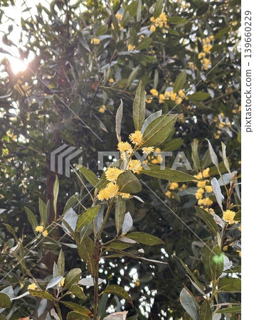 Bay laurel, bay leaf flower Bay laurel, bay leaf flower 139660229