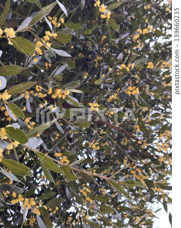 Bay laurel, bay leaf flower Bay laurel, bay leaf flower 139660235