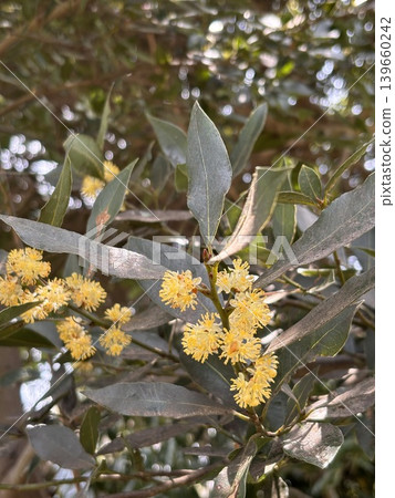 Bay laurel, bay leaf flower 139660242