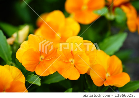 Viola 139660253