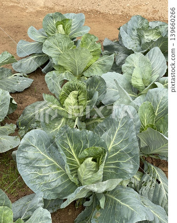 Top View Of Green Cabbage Growing In Agricultural Field Top View Of Green Cabbage Growing In Agricultural Field 139660266