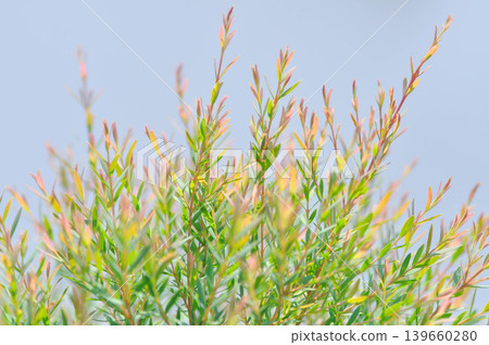 Juniperus sp, CUPRESSACEAE or pink plant 139660280