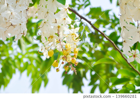 Cassia x nealiae H S Irwin and Barneby, fabaceae or LEGUMINOSAE CAESALPINIOIDEAE or White Rainbow Shower Tree or white flower Cassia x nealiae H S Irwin and Barneby, fabaceae or LEGUMINOSAE CAESALPINIOIDEAE or White Rainbow Shower Tree or white flower 139660281