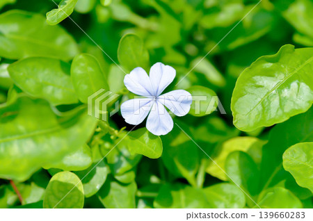 Cape leadwort, PLUMBAGINACEAE or Plumbago auriculata Lam or Sky flower or purple flower Cape leadwort, PLUMBAGINACEAE or Plumbago auriculata Lam or Sky flower or purple flower 139660283