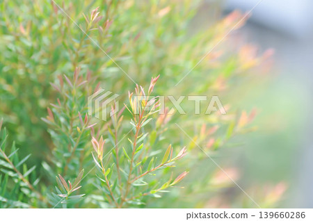 Juniperus sp, CUPRESSACEAE or pink plant Juniperus sp, CUPRESSACEAE or pink plant 139660286