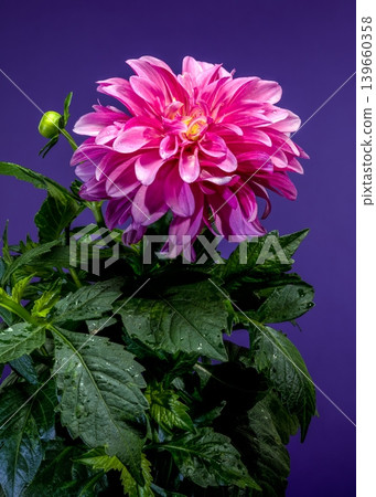 Beautiful Pink Dahlia Blossom with Water Drops on Purple Background Beautiful Pink Dahlia Blossom with Water Drops on Purple Background 139660358