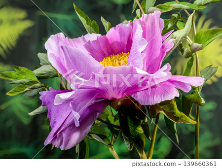 Blooming Purple Tree Peony Flower With Raindrops In The Garden Blooming Purple Tree Peony Flower With Raindrops In The Garden 139660361