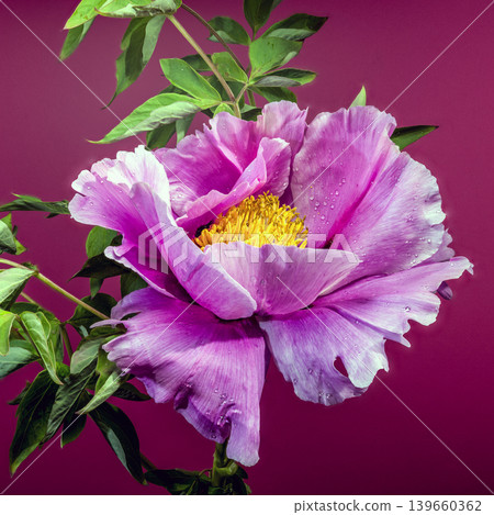 Blooming Pink-Purple Tree Peony Flower Macro Close-Up against Deep Red Background Blooming Pink-Purple Tree Peony Flower Macro Close-Up against Deep Red Background 139660362