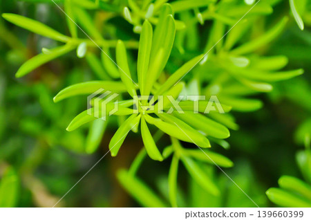 Podocarpus polystachyus, Sea Teak or Jati Laut or PODOCARPACEAE or pine Podocarpus polystachyus, Sea Teak or Jati Laut or PODOCARPACEAE or pine 139660399