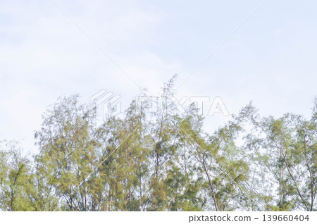 Australian pine, Beefwood or Casuarina equisetifolia J R and G Forst or Common iron wood or False iron Wood or False pine or Queensland swamp oak or Sea oak and sky 139660404