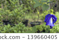 tropical flower, morning glory, japanese morning glory 139660405
