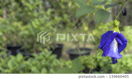 tropical flower, morning glory, japanese morning glory 139660405