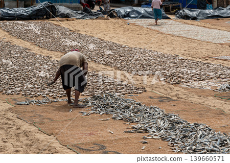 Drying fish on beach, many salted fish Drying fish on beach, many salted fish 139660571