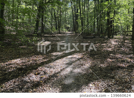 Summer sunny forest. Sun light in woods 139660624