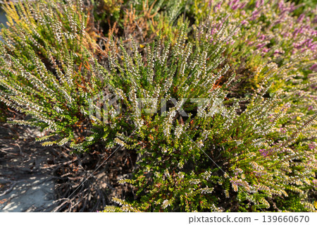 Flowering heather plant bg, white erica flowers or gardener heather pattern 139660670