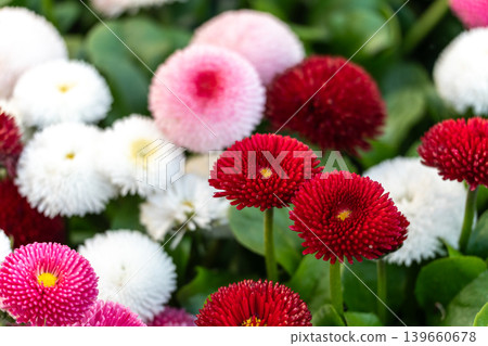 Bright large daisy flowers closeup Bright large daisy flowers closeup 139660678