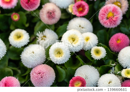 Bright large daisy flowers closeup Bright large daisy flowers closeup 139660681