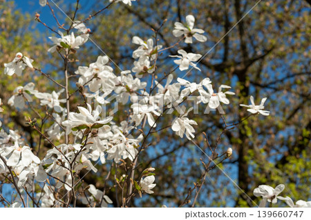 Flowering Magnolia Stellata Flowering Magnolia Stellata 139660747
