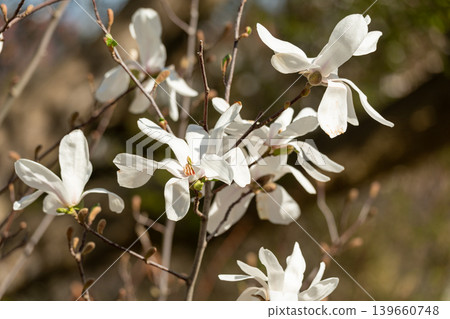 Flowering Magnolia Stellata Flowering Magnolia Stellata 139660748