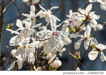 Flowering Magnolia Stellata Flowering Magnolia Stellata 139660749