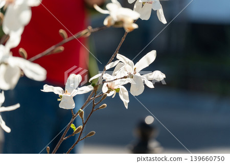 Flowering Magnolia Stellata Flowering Magnolia Stellata 139660750