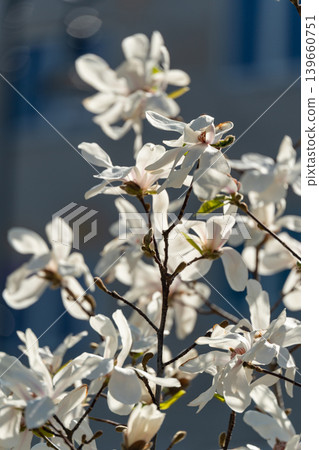 Flowering Magnolia Stellata Flowering Magnolia Stellata 139660751