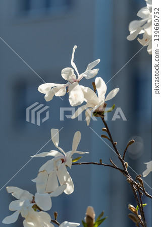 Flowering Magnolia Stellata Flowering Magnolia Stellata 139660752