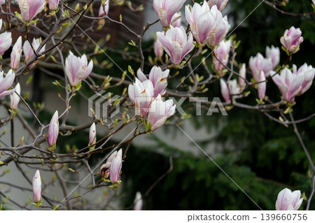 Flowering Magnolia Soulangiana, Spring Pink Flowers Flowering Magnolia Soulangiana, Spring Pink Flowers 139660756