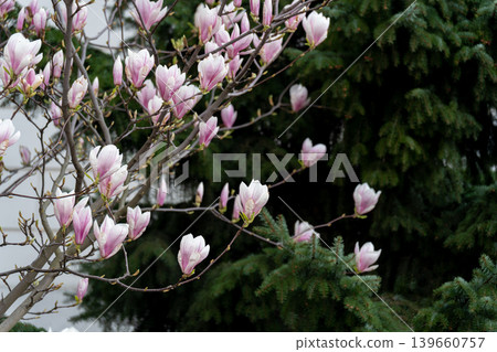 Flowering Magnolia Soulangiana, Spring Pink Flowers Flowering Magnolia Soulangiana, Spring Pink Flowers 139660757
